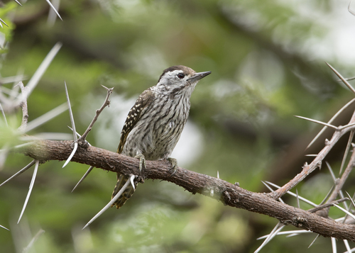 Cardinal Woodpecker