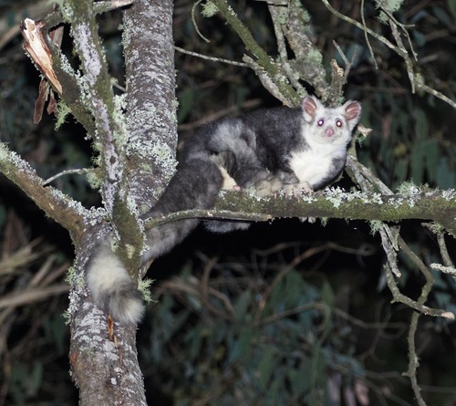 Greater Glider