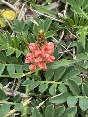 Creeping Indigo