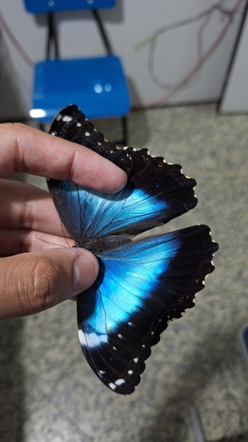 Common Morpho
