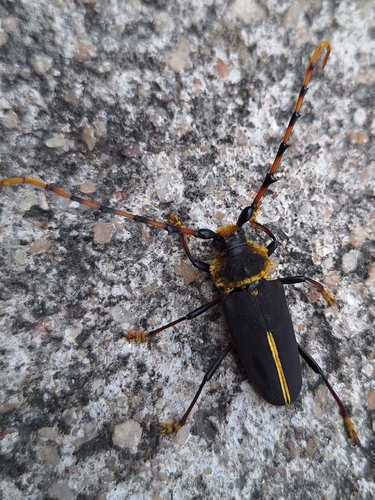 Dorcacerus barbatus