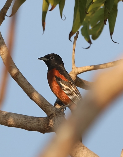 Orchard Oriole (Icterus spurius)