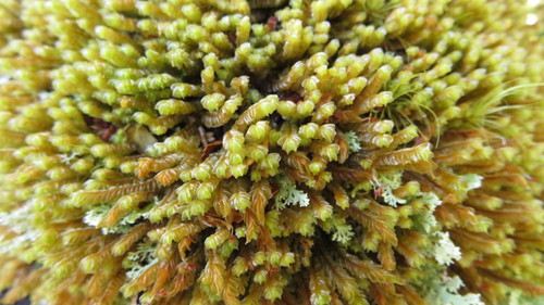 Plagiochila banksiana