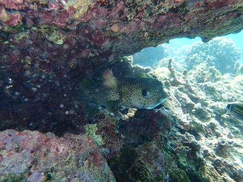 Diodon hystrix