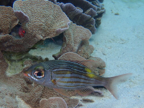 Gnathodentex aureolineatus