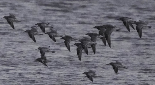 Great Knot