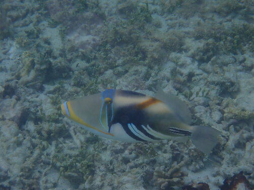Rhinecanthus aculeatus