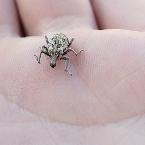 iNaturalist observation photo of Apleurus