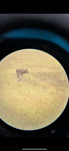 Red Wolf observed by ag_birds