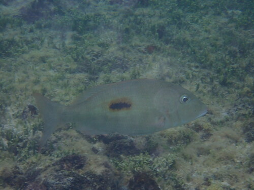 Lethrinus harak