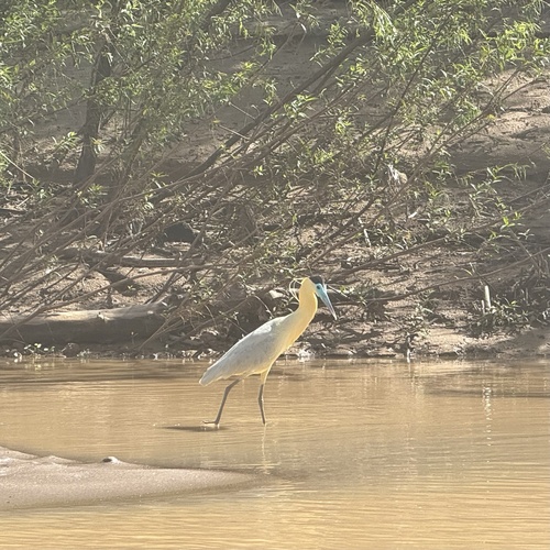 Capped Heron