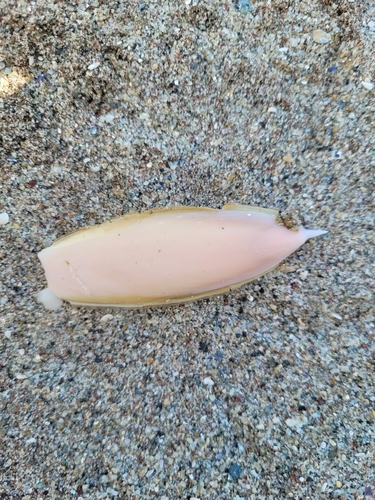 Rhombosepion orbignyanum
