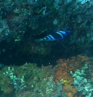Hypoplectrus indigo