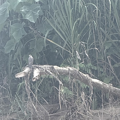 Roadside Hawk