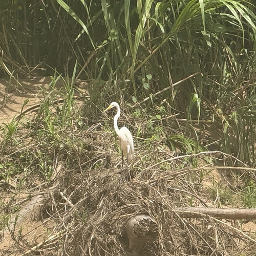 Great Egret