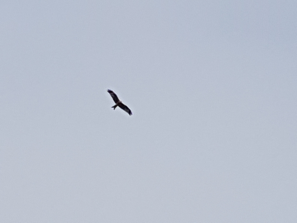 Red Kite from 4629 Fulenbach, Switzerland on 21 March, 2020 at 09:41 AM ...