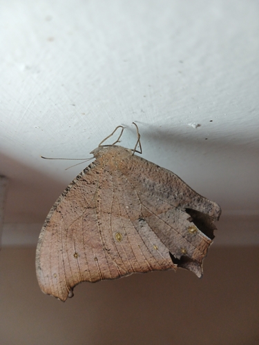 African Common Evening Brown