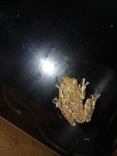 Grey Foam-nest Tree Frog