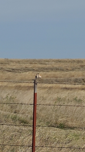 Pronghorn