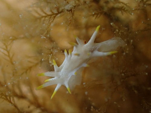 Goniodoridella picoensis