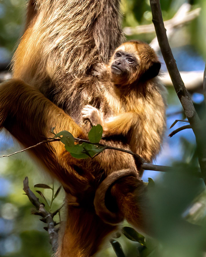 Howler October Black-and-gold Howler Monkey from Pocone, MT, BR on October 30, 2022 at ...