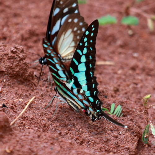 Small Striped Swordtail