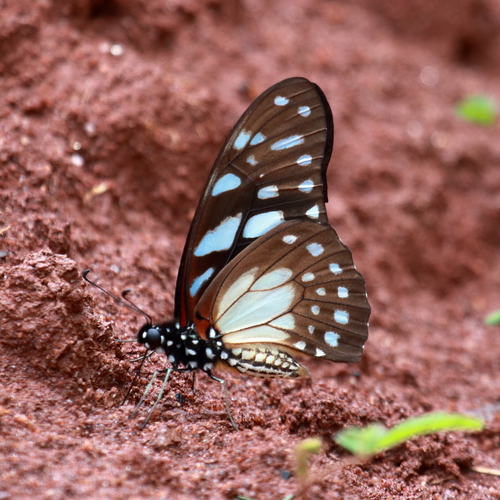Veined Swordtail