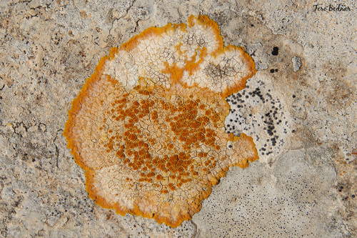 Variospora aurantia