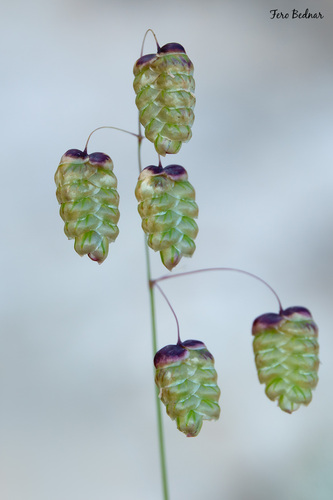 Briza maxima
