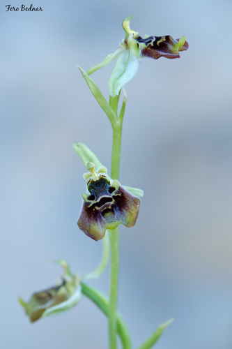 Ophrys bornmuelleri