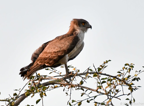 Beaudouin's Snake-Eagle