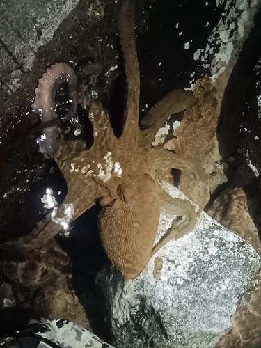Octopus vulgaris