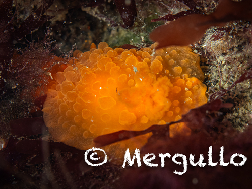 Doriopsilla pelseneeri
