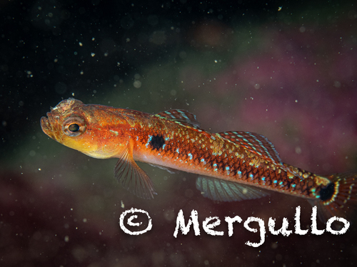 Pomatoschistus flavescens