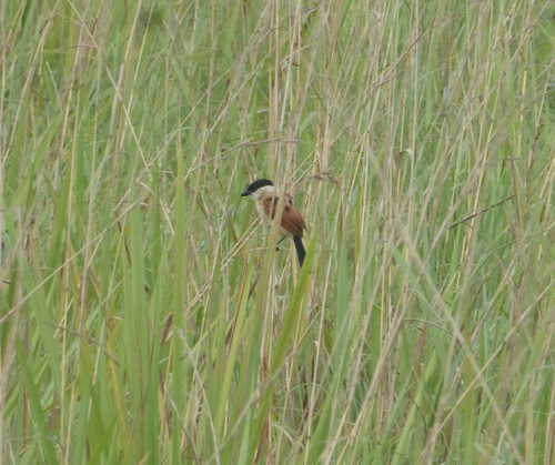 Marsh Tchagra