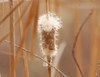 Cattails - Photo (c) Jay Keller, all rights reserved, uploaded by Jay Keller
