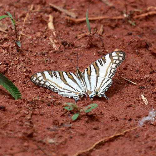 African Map Butterfly