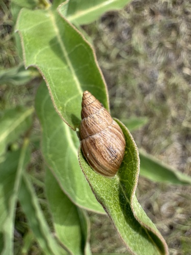 Bulimulus bonariensis