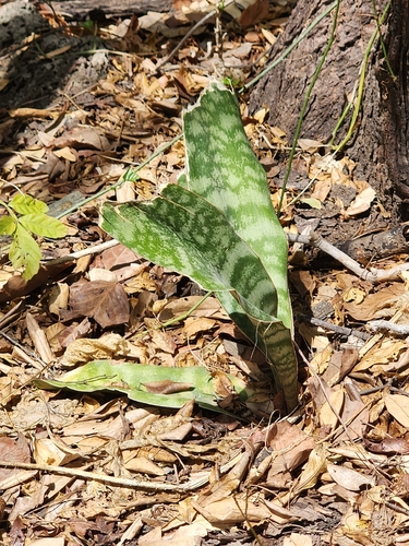 Sansevieria liberica