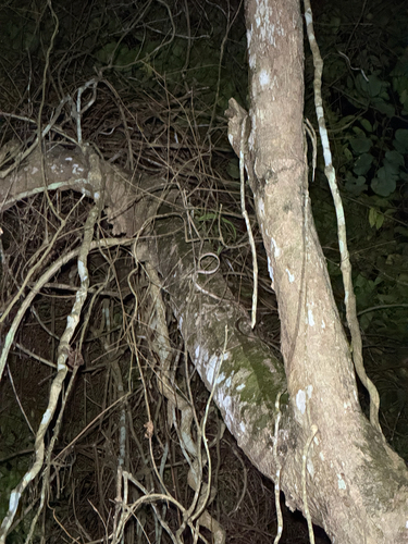 White-spotted Cat Snake