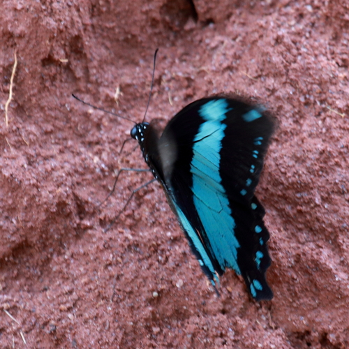 Papilio sosia sosia
