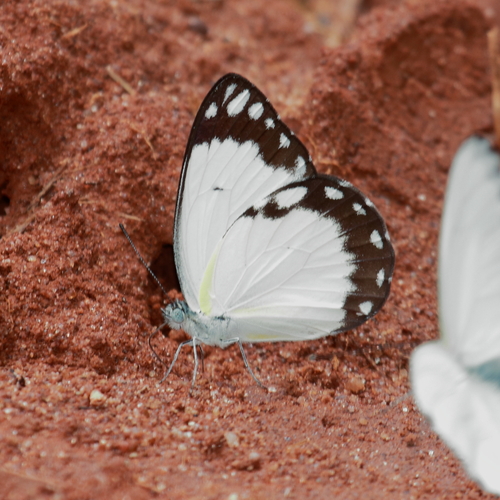 African Caper