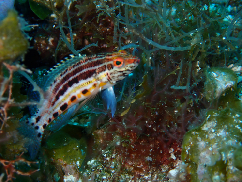 Serranus baldwini