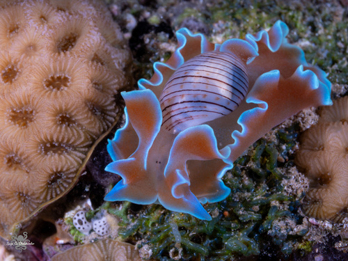 Hydatina physis
