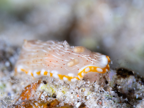 Goniobranchus pseudodecorus