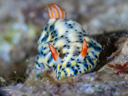 Hypselodoris infucata