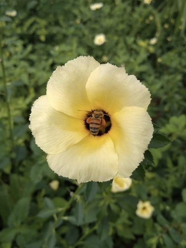 Western Honey Bee