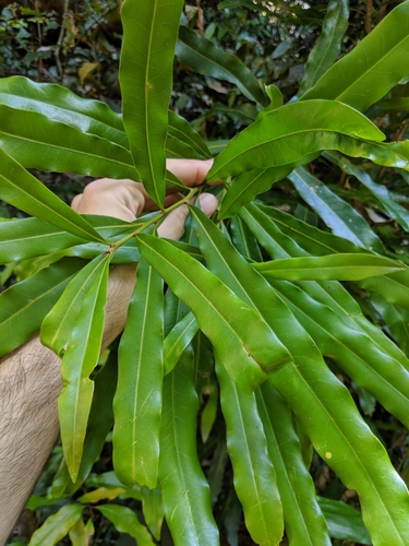 Floydia praealta (F.Muell.) L.A.S.Johnson & B.G.Briggs