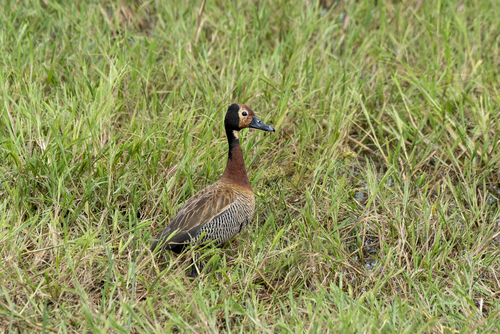 White-faced Whistling-Duck