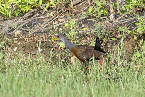 Gray-cowled Wood-Rail